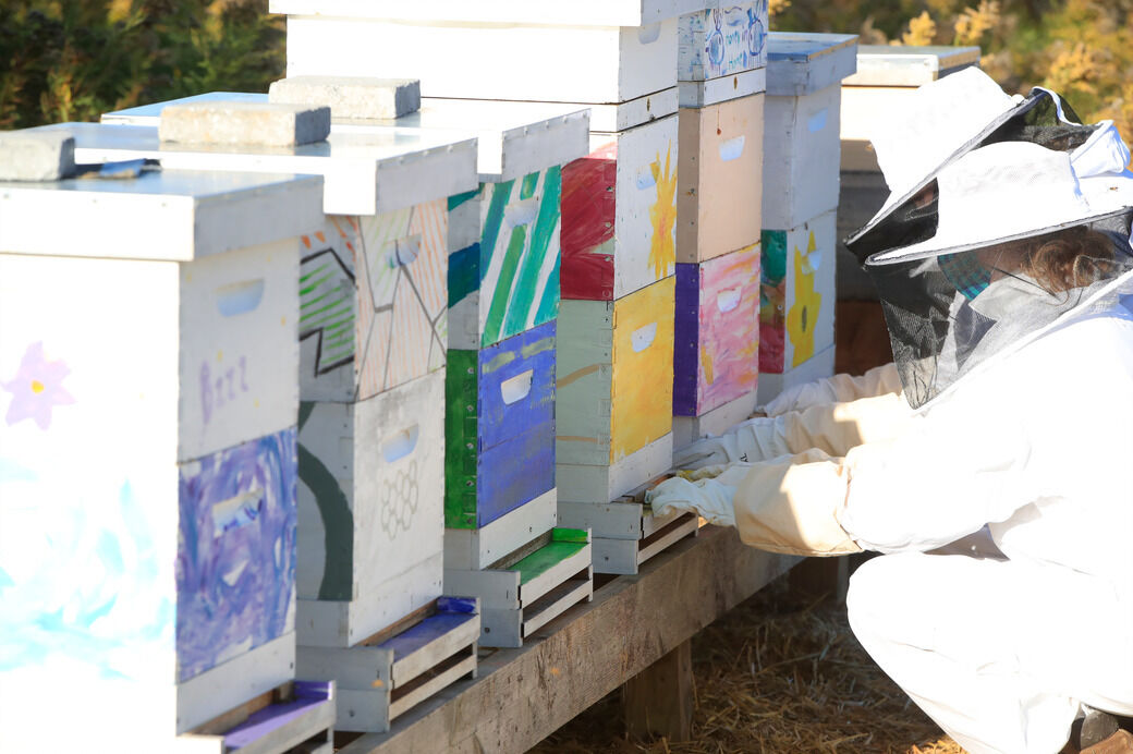 UB bee hives